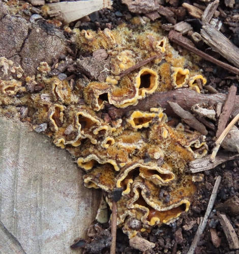 hairy curtain crust