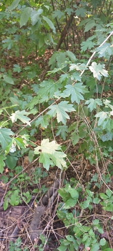 field maple