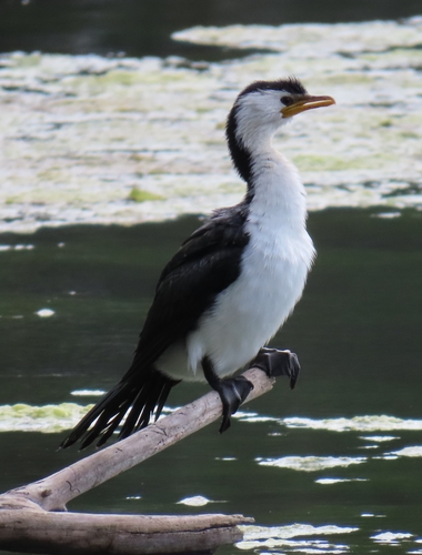 Little Pied Cormorant
