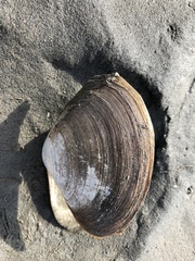 Mactromeris polynyma