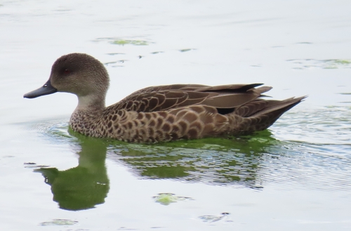 Grey Teal