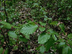 Carpinus betulus