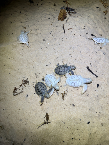 Natator depressus observed 2026-08-19