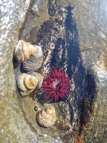 Waratah Anemone