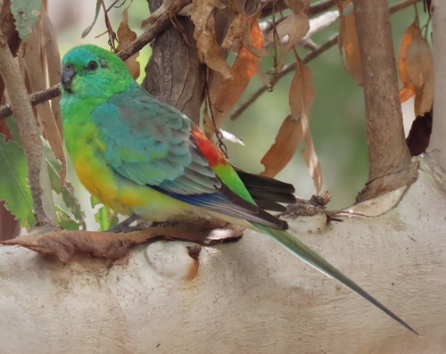 Red-rumped Parrot