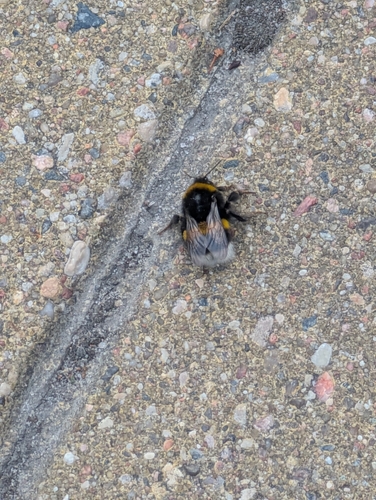 Buff-tailed Bumble Bee