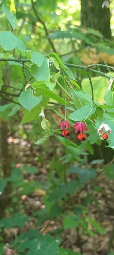 Warty-barked Spindle