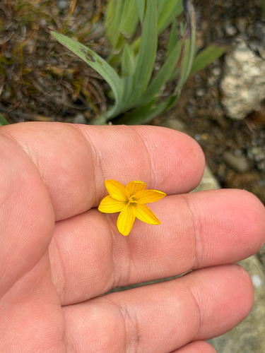 Sisyrinchium californicum, photograph 2