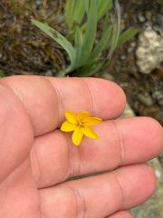 (c) Ian McFaul, some rights reserved (CC BY) Sisyrinchium californicum, photograph (c) Ian McFaul, some rights reserved (CC BY)