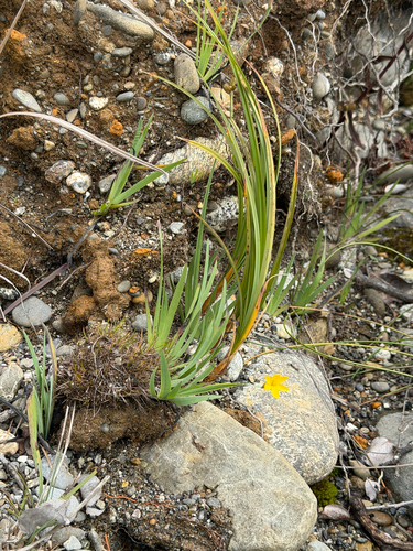 Sisyrinchium californicum, photograph 3