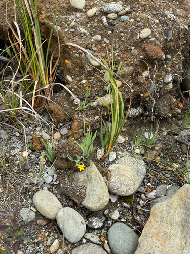 Sisyrinchium californicum, photograph 4