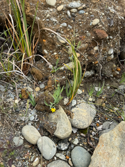 (c) Ian McFaul, some rights reserved (CC BY) Sisyrinchium californicum, photograph (c) Ian McFaul, some rights reserved (CC BY)