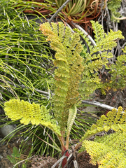 Tanacetum bipinnatum, photograph (c) Ian McFaul, some rights reserved (CC BY)