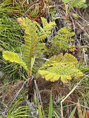 Tanacetum bipinnatum, photograph (c) Ian McFaul, some rights reserved (CC BY)