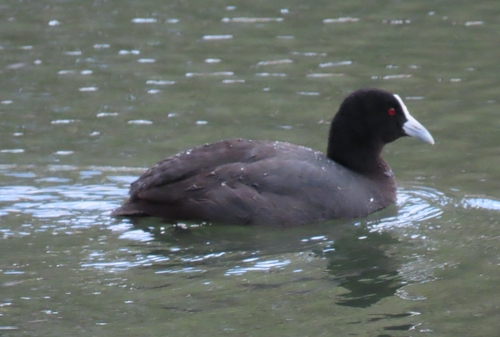 Eurasian Coot