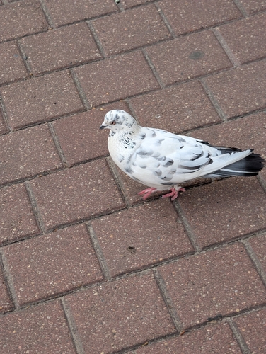 Rock Pigeon