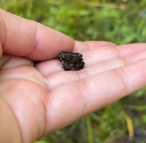 iNaturalist observation photo of Yosemite Toad