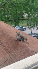 Sciurus carolinensis