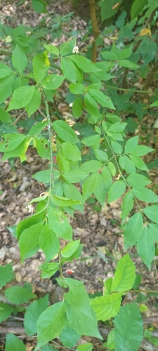 Warty-barked Spindle
