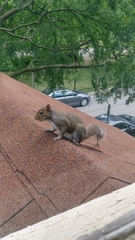 Sciurus carolinensis