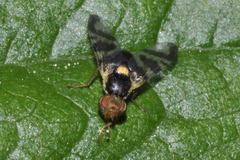 Rhagoletis cerasi