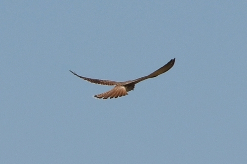Eurasian Kestrel