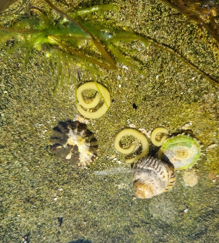 Striped False Limpet