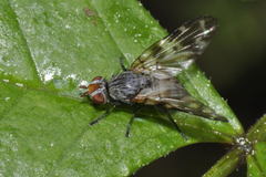 Otites guttata