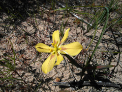 Moraea maximiliani