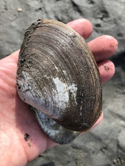 Mactromeris polynyma