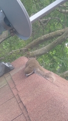 Sciurus carolinensis