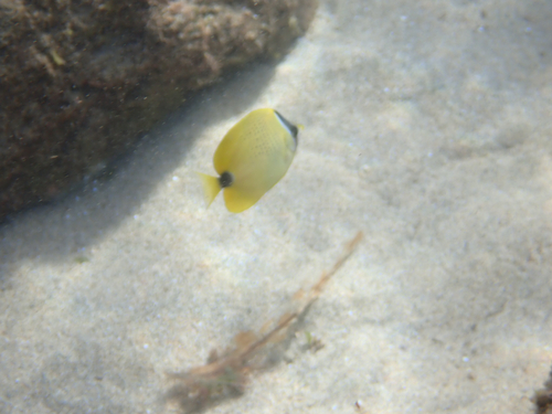 Chaetodon miliaris observed 2026-08-19