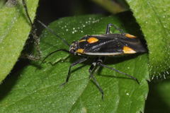 Capsodes flavomarginatus