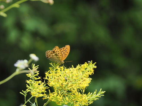 Silver-washed Fritillary