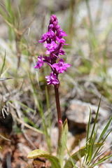 Orchis quadripunctata