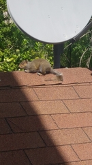 Sciurus carolinensis