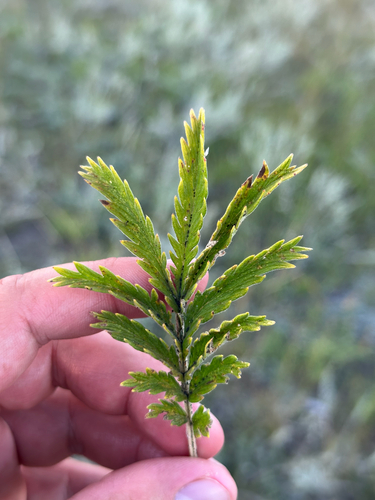 Sandhills Cinquefoil