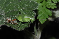 Isophya pyrenaea