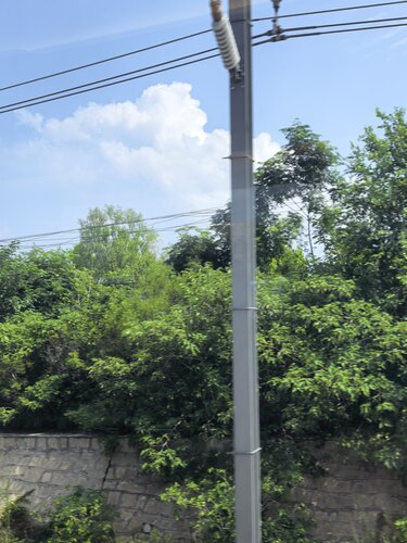 Paper mulberry