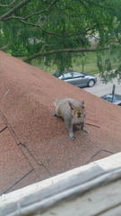 Sciurus carolinensis