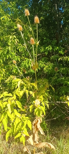 cutleaf teasel