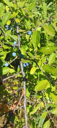 Blackthorn