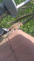 Sciurus carolinensis
