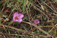 Clarkia franciscana