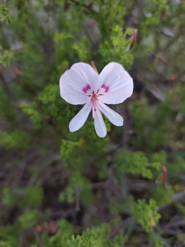 Pelargonium crispum, photograph 2