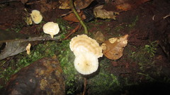 Trametes modesta