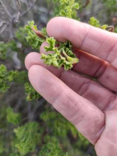 Pelargonium crispum, photograph 3