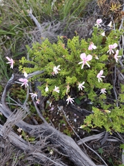 (c) Jeanette Clarke, some rights reserved (CC BY-SA) Pelargonium crispum, photograph (c) Jeanette Clarke, some rights reserved (CC BY-SA)