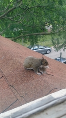 Sciurus carolinensis