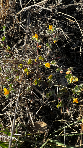 Acmispon wrangelianus observed 2026-08-18